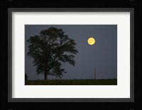 Moonrise Lone Tree Fine Art Print