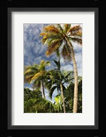 Palms Sky Vertical Fine Art Print