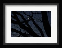 Silhouette Branches Moon Venus Fine Art Print