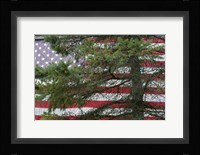 Pine Flag Barn Fine Art Print