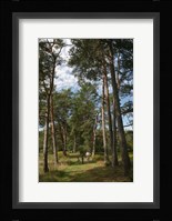 Pine Path Vertical Framed Print