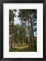 Pine Path Vertical Framed Print