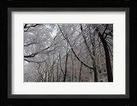 Snow Covered Trees Apartments Fine Art Print