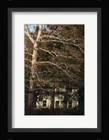 Sycamore House Vertical Fine Art Print