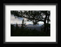 Treeline Pine Fine Art Print
