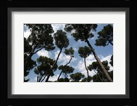 Tuscan Trees Clouds Fine Art Print