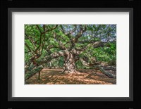 Angel Oak Framed Print