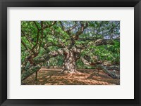 Angel Oak Framed Print