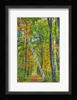 Birch Over The Trail Fine Art Print