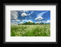 Daisy Sky Fine Art Print