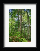 Forest Vertical Fine Art Print