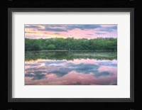 Heron And Mangroves Fine Art Print