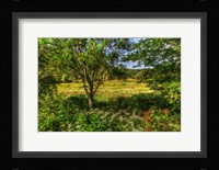 Hobart Meadow Fine Art Print