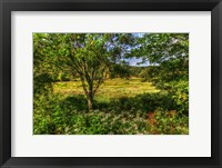 Hobart Meadow Fine Art Print