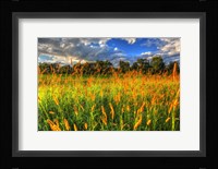 Late Summer Grass Fine Art Print