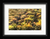 Morning Web Fine Art Print