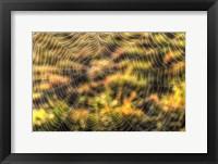 Morning Web Framed Print