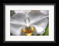 Orchid Detail Fine Art Print