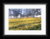 Paddock Web Fine Art Print