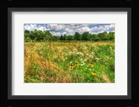 Painted Daisy Meadow Fine Art Print