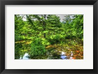 Pine Pond Reflection Fine Art Print