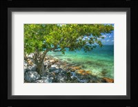 Rocky Shore Tree Fine Art Print