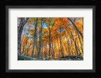 Winding Hills Park Fine Art Print