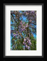 Delaware Wisteria Fine Art Print
