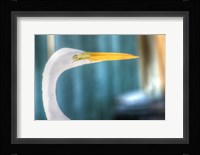 Egret CU Fine Art Print