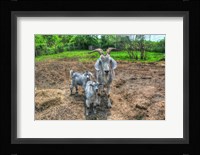 Goats Fine Art Print