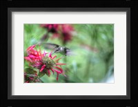 Hummingbird 1 Fine Art Print