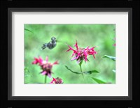 Hummingbird 3 Fine Art Print