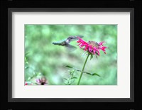 Hummingbird 4 Fine Art Print
