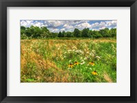 Late Summer Meadow Fine Art Print