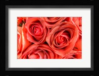 Roses in a Bunch Fine Art Print