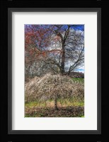 Spring Cherry Tree Framed Print