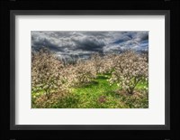 Spring Orchard Fine Art Print