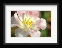 Tulip Pink CU Fine Art Print