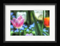 Tulips Four Fine Art Print