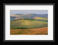 Tuscan Hill Sheep Fine Art Print