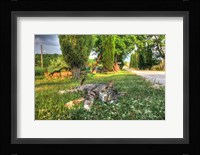 Tuscan Sleepy Cat Framed Print