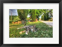 Tuscan Sleepy Cat Framed Print