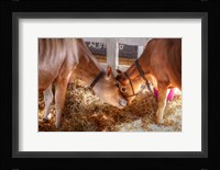 Two Calves Fine Art Print