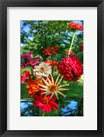 Zinnia Bouquet Fine Art Print