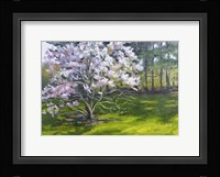 Magnolia Fine Art Print