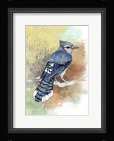 Early Morning Jay Framed Print