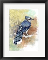 Early Morning Jay Framed Print
