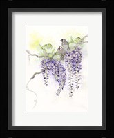 Wisteria Framed Print