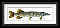Northern Pike Fine Art Print