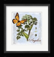 Angelica Herb Framed Print